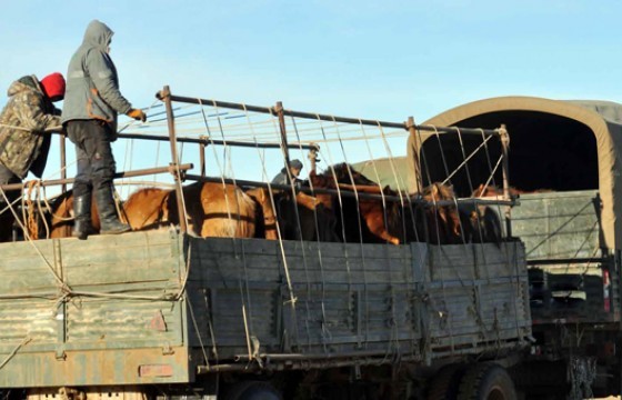 БИЧИГТИЙН БООМТ ДЭЭР ЦЭВДЭГ СЭТГЭЛТЭЙ МОНГОЛЧУУДЫН ГАРТ АДУУН СҮРЭГ МААНЬ ӨЛДӨЖ, ХӨЛДӨЖ ТАРЧИЛСААР ҮХЭЖ БАЙНА 