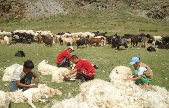 ХХААХҮЯ-наас 37,825 малчдын дансанд 2019 оны ноосны урамшууллыг олгож эхэлжээ