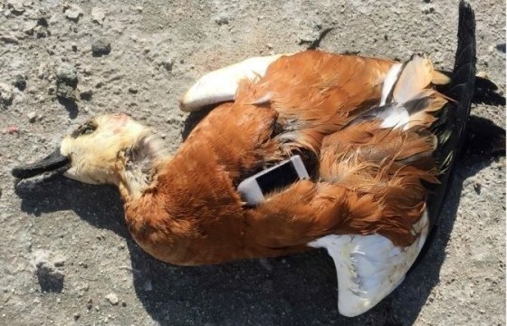 Шувуудын энэлэн хийгээд Дөрвөлжин сумынхны хувь заяа