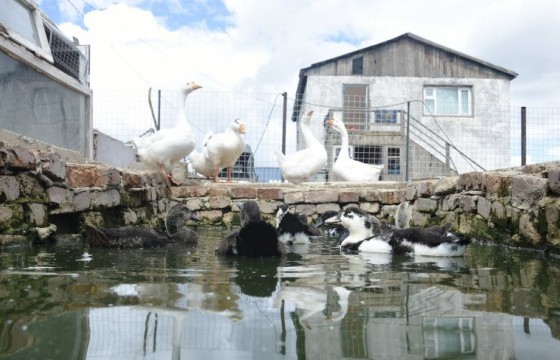 Шувуудын “Аав”