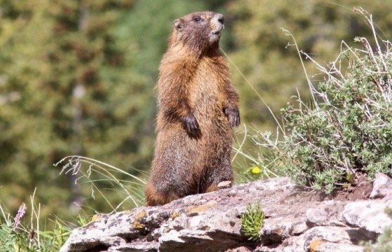Тахлаар нас барсан иргэний ойрын хавьтлуудаас халдвар илрээгүй