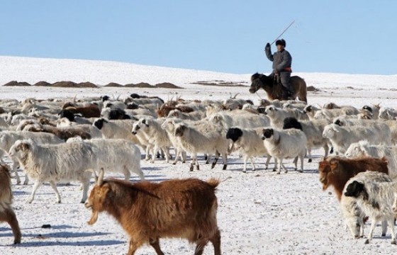 16386 өрх отроор өвөлжих хүсэлт гаргажээ