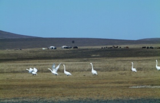Таана хэнзэлсэн говиос тариа ногоо хурааж буй хангай нутаг хүртэлх намар