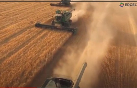 Энэ намар 513.3 тонн хүнсний ногоо хураана