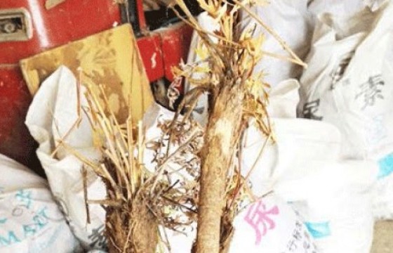 Их хэмжээний дэрвэгэр жиргэрүү тээвэрлэж явсан хэргийг илрүүллээ