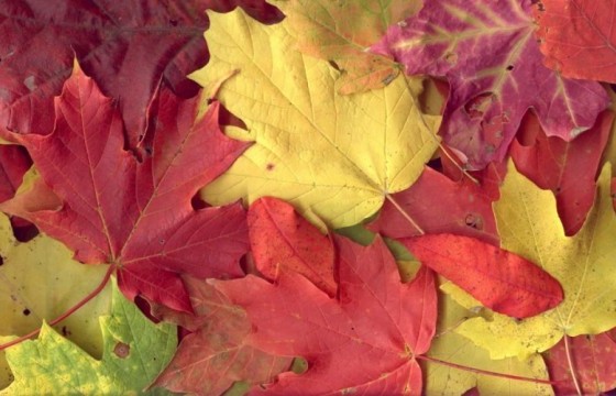 Эргэлт.мн сайтаас онцлох долоон дуу