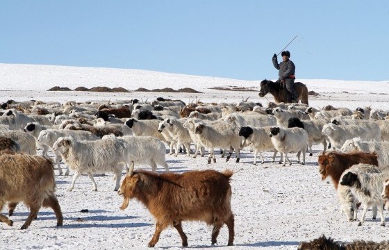 Энэ жил 8.35 сая толгой мал отроор өвөлжинө