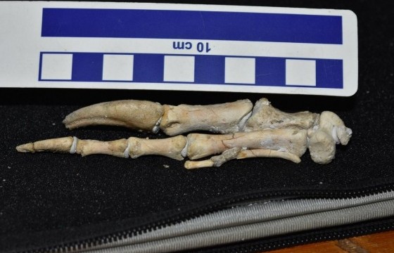 Говиос шинэ төрлийн үлэг гүрвэлийн яс олжээ