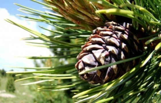 Самар түүж яваад алга болсон иргэдийг олжээ