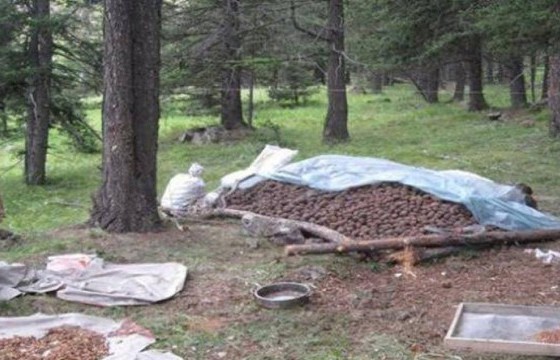 Нялх үрээ тэврээд, 50 килограмм самар үүрээд ууланд явж байгаа эмэгтэйг харах хамгийн хэцүү байлаа