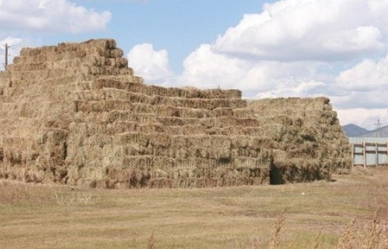 Улсын нөөцийн 1200 боодол өвс шатжээ