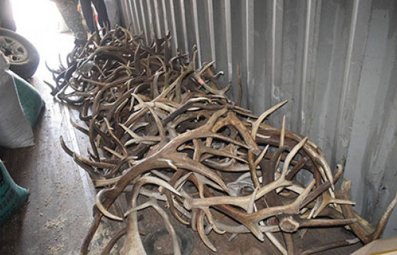 Ховор амьтдын эд эрхтнийг хууль бусаар борлуулсан этгээдийг шалгаж байна