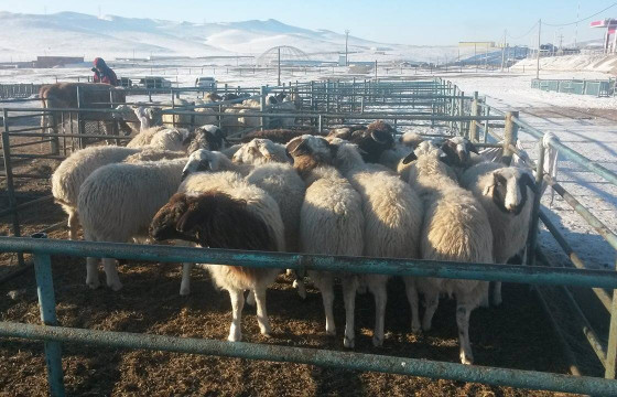 ЭМЭЭЛТ ЗАХ: Бод мал 700-900, бог мал 80-160 мянган төгрөгийн үнэтэй байна