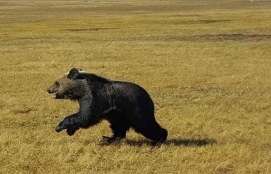 ОХУ-д айлын хоттой мал руу баавгай дайрсныг зарим хэвлэл Монголд гэж андууран мэдээлжээ