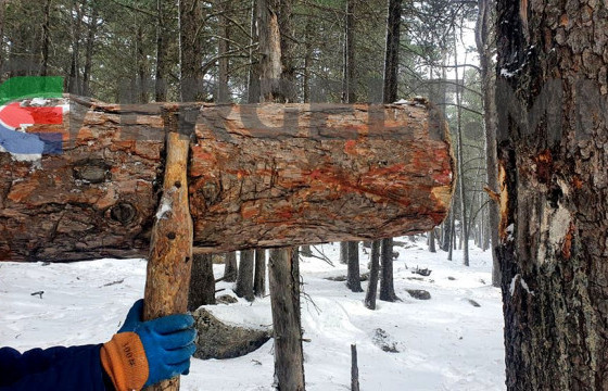 Б.Өсөхбаяр: Хууль бусаар самар түүсэн 511 иргэнийг Богд уулнаас буулгаж, торгосон