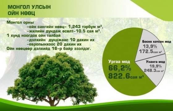 Монгол орны ХАМГИЙН ХӨГШИН МОД Завхан аймгийн Их-Уул суманд байдаг