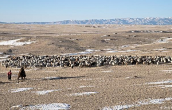 Отрын есөн бүсэд 664 мянган толгой мал өвөлжинө