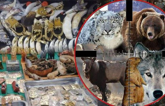 “Хөвчийн Харыг хаа таарсан газраа өчиггүй БУУД”-II