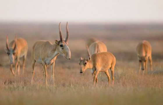 Монгол бөхөн 8500 болж өсчээ