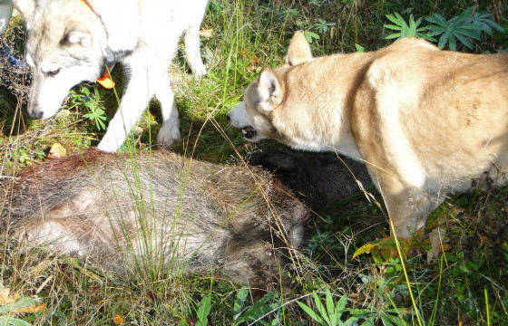 “ХӨВЧИЙН ХАРЫГ хаа таарсан газраа өчиггүй БУУД”-II