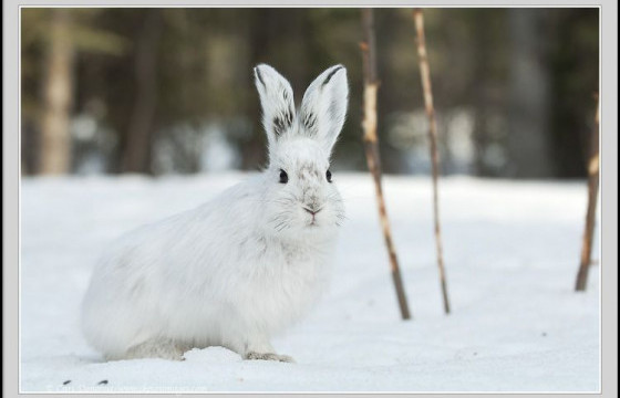 ТАЧААНГУЙ ТУУЛАЙ
