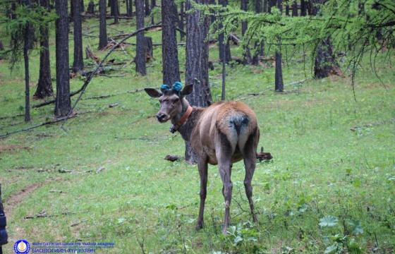 Хүзүүвчтэй буга 20 хоногт 480 км зам туулжээ