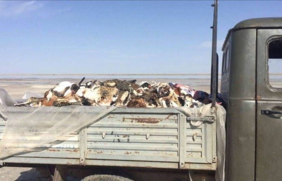 SOS: Завхан аймгийн Дөрвөлжин суманд үйл ажиллагаа явуулдаг 