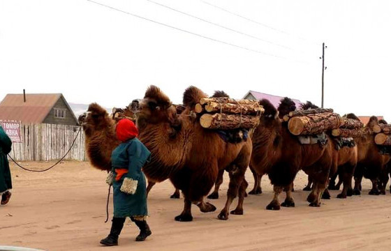 Тэмээчин Т.БАТЦЭНГЭЛ: Үнэгэн харанхуйгаар мод ачсан тэмээн хөсгөө хөтөлж гараад бага үдэд Мөрөн ороод ирдэг юм