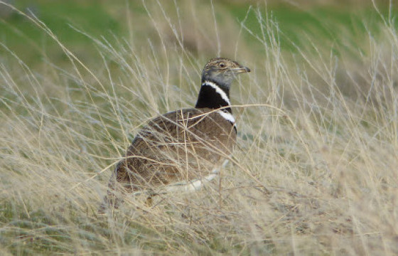 Дэгдээхийгээ ДАГУУЛСАН тоодог
