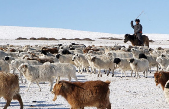 Малчин, хувиараа хөдөлмөр эрхлэгчдийн тэтгэврийн даатгалын шимтгэлийг нөхөн төлүүлэх тухай хуулийн төслийг нэн яаралтай хэлэлцүүлнэ