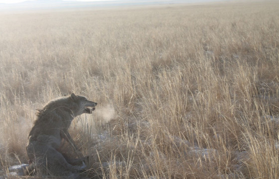 Талын цагаан чоныг битгий агнаач