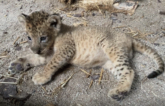 Зохиомол хээлтүүлгийн аргаар төрүүлсэн гүегийг Симба гэж нэрлэжээ