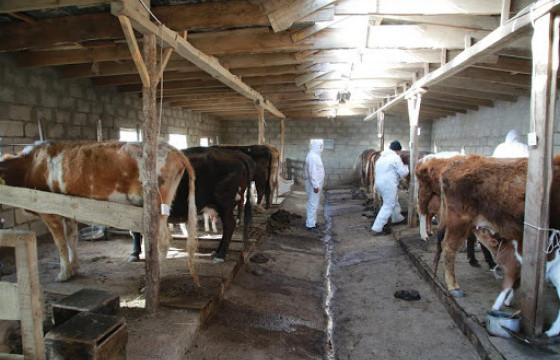 Малын гоц халдварт шүлхий өвчинд  “Формальдегид” гэх маш хүчтэй химийн хорт бодис хэрэглэхийг завдаж, олон хүн хорджээ