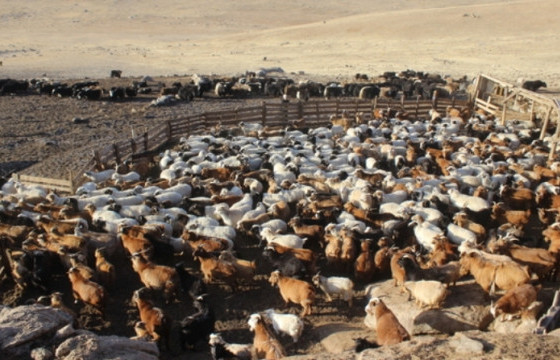 Малдаа яваад сураггүй болсон 24 настай эрэгтэйн цогцсыг олжээ