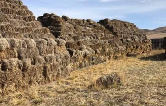 Малчдад хүрэх тусламжийн түгээлтийг аппликэйшнээр хянаж байна