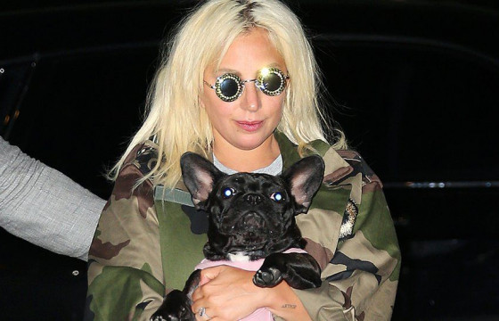 Лэди Гагагийн нохой салхилуулагчийг буудаж, франц бульдогийг нь хулгайлжээ