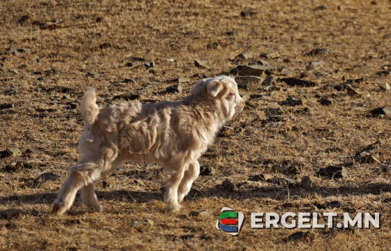 ФОТО СУРВАЛЖИЛГА: Төлийн дуу цангинасан хөдөө нутгийн үзэсгэлэн 