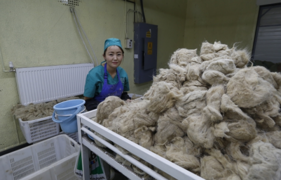 Ноолуурын үнэ килограмм нь 90 мянган төгрөгөөс эхэлж байна