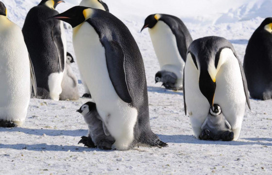 Хөл дээрээ хүүхдээ “өсгөдөг” ээж