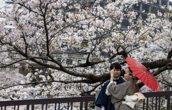 Японд сакура цэцэг эрт дэлбээлжээ