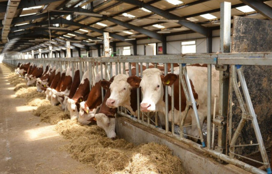 Мал аж ахуй эрхлэгчдэд гурван тэрбум төгрөгийн сүүний урамшуулал олгоод байна