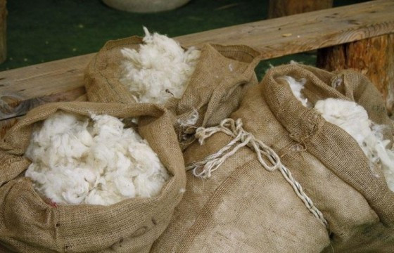 Сүхбаатар аймаг 400 гаруй тонн ноолуур бэлтгэж, 60 гаруй тэрбум төгрөгийг малчид болон аймаг орон нутагт төвлөрүүлэхээр ажиллаж байна