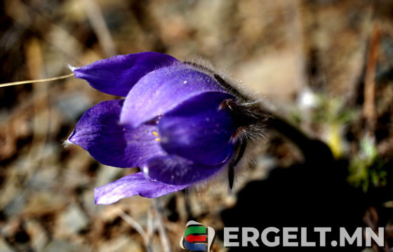 ФОТО СУРВАЛЖИЛГА: Яргуй дэлгэрч, тал нутгийн үзэсгэлэн “сэрж” байна