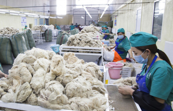 Энэ онд 9700 тонн ноолуур бэлтгэх урьдчилсан тооцоолол гарчээ