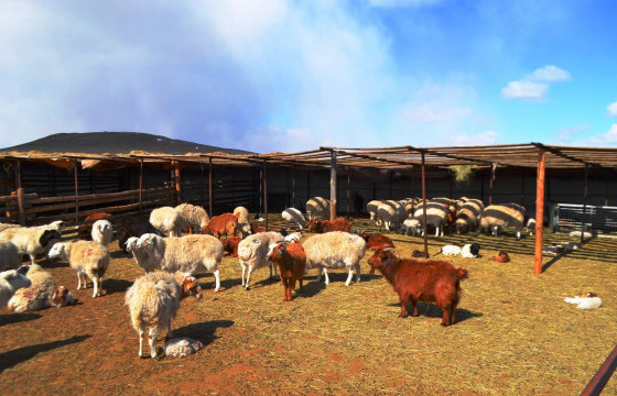 Улсын хэмжээнд 10.9 сая төл бойжиж байна