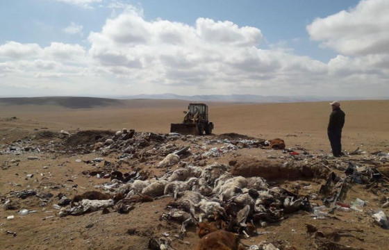 Өмнөговь аймагт 45394 мал хорогджээ