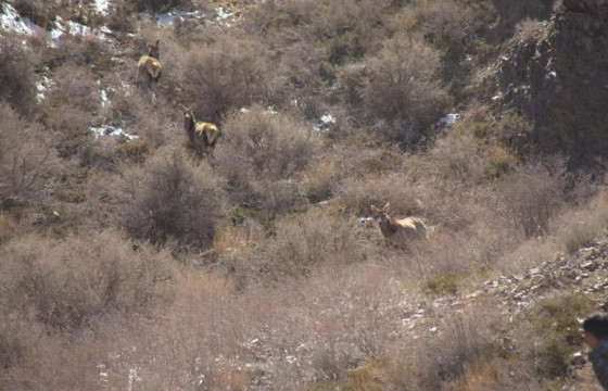 Халиун бугад өвс тавьж өгчээ