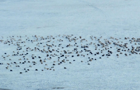 Малдаа яваад сураггүй болсон 15 настай хүүг хайж байна