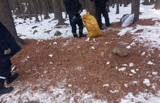 Ууланд хууль бусаар самар түүж байсан иргэдийг албадан буулгалаа
