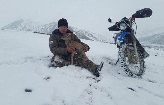 Алтайн аргаль хонины хургыг асран хамгаалж байна